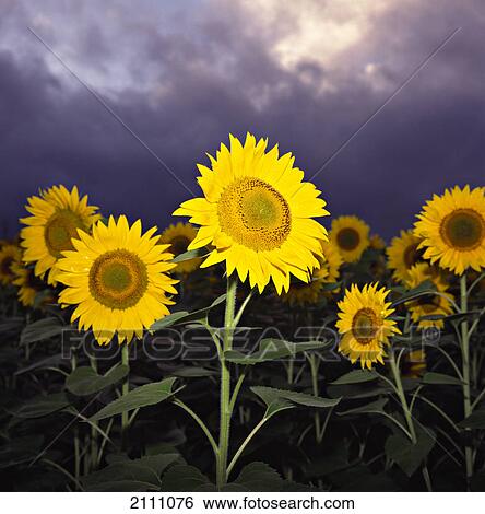 Sunflowers blooming in field View Large Photo Image Stock Photograph - Sunflowers blooming in field . Fotosearch