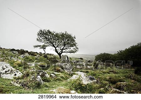 Tree in meadow, Dartmoor, Devon, England View Large Photo Image Picture - Tree in meadow, Dartmoor, Devon, England . Fotosearch