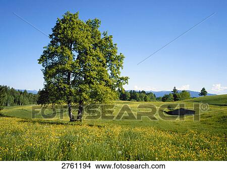 Tree in meadow View Large Photo Image Picture - Tree in meadow . Fotosearch