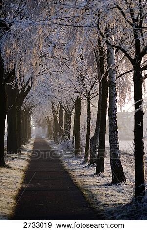 Stock Photo - Trees along road . Fotosearch