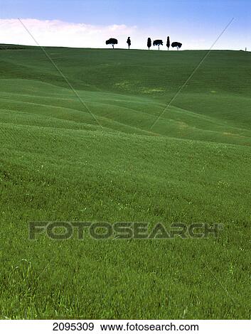 Trees in field View Large Photo Image Stock Photo - Trees in field . Fotosearch