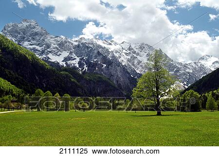 Trees in field View Large Photo Image Stock Photography - Trees in field . Fotosearch