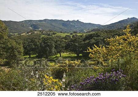 Trees in field View Large Photo Image Stock Photography - Trees in field . Fotosearch