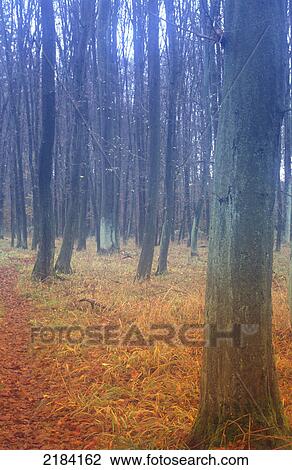 Trees in forest View Large Photo Image Stock Image - Trees in forest . Fotosearch