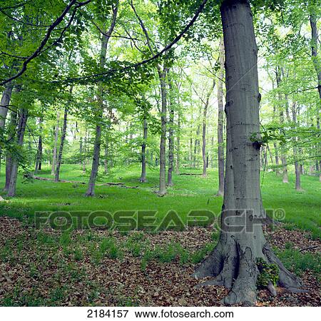 Trees in forest View Large Photo Image Stock Photo - Trees in forest . Fotosearch