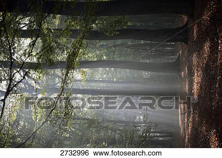 Stock Photograph - Trees in forest . Fotosearch