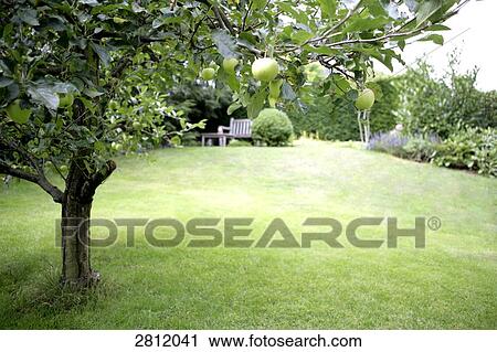Trees in park View Large Photo Image Stock Image - Trees in park . Fotosearch