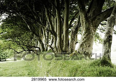 Stock Photography - Trees in row, Dartmoor, Devon, England . Fotosearch