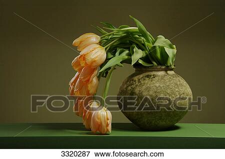 Tulips fading in flower vase View Large Photo Image Stock Photo - Tulips fading in flower vase . Fotosearch