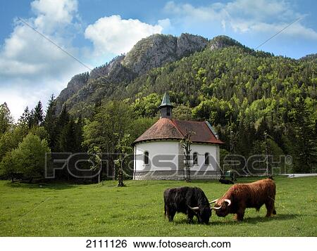 Stock Photograph - Two cattle standing in field . Fotosearch