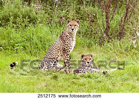 Two cheetah (Acinonyx jubatus) in forest View Large Photo Image Stock Photography - Two cheetah (Acinonyx jubatus) in forest . Fotosearch