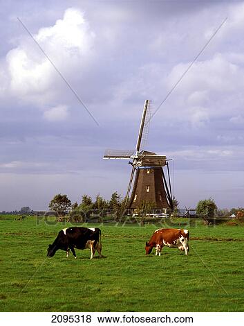Stock Photo - Two cows grazing grass in field . Fotosearch