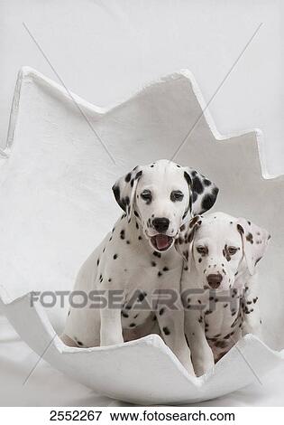 Two Dalmatian puppies sitting in easter egg sculpture View Large Photo Image Stock Photo - Two Dalmatian puppies sitting in easter egg sculpture . Fotosearch