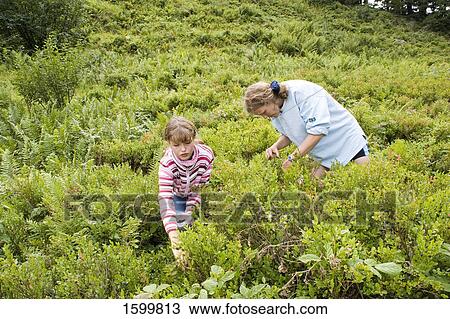 Two farmers picking blueberries in field View Large Photo Image Stock Image - Two farmers picking blueberries in field . Fotosearch