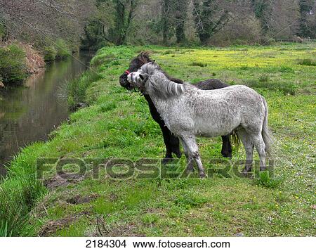 Two horses standing in field View Large Photo Image Picture - Two horses standing in field . Fotosearch