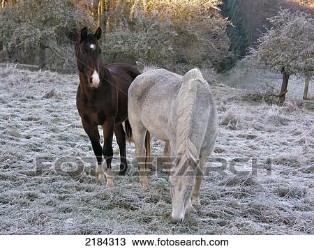Two horses standing in field View Large Photo Image Stock Image - Two horses standing in field . Fotosearch