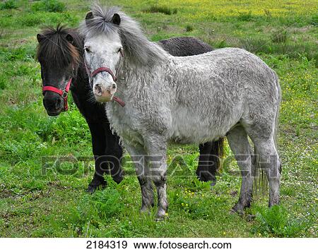 Two horses standing in field View Large Photo Image Stock Photo - Two horses standing in field . Fotosearch