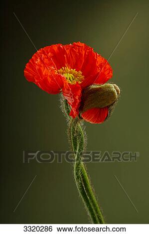 Two poppies (Papaver rhoeas), close-up View Large Photo Image Stock Photograph - Two poppies (Papaver rhoeas), close-up . Fotosearch