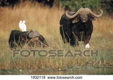Two water buffaloes and birds in field View Large Photo Image Stock Photo - Two water buffaloes and birds in field . Fotosearch