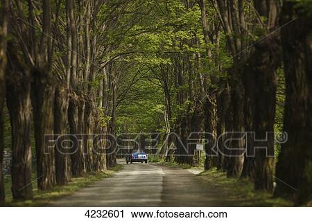 Vintage car on tree-lined road, Italy, Telve View Large Photo Image Stock Image - Vintage car on tree-lined road, Italy, Telve . Fotosearch