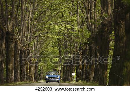 Vintage car on tree-lined road, Italy, Telve View Large Photo Image Stock Image - Vintage car on tree-lined road, Italy, Telve . Fotosearch