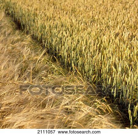 Wheat crop growing in field View Large Photo Image Stock Photo - Wheat crop growing in field . Fotosearch