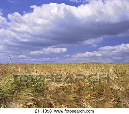 Wheat crop growing in field View Large Photo Image Stock Photo - Wheat crop growing in field . Fotosearch