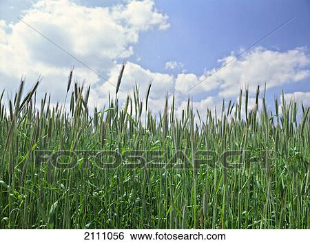 Wheat crop growing in field View Large Photo Image Stock Photograph - Wheat crop growing in field . Fotosearch