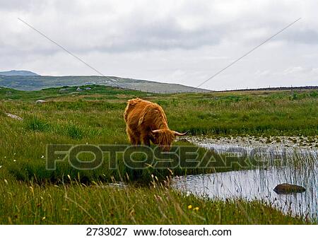 Yak grazing near pond View Large Photo Image Stock Photo - Yak grazing near pond . Fotosearch