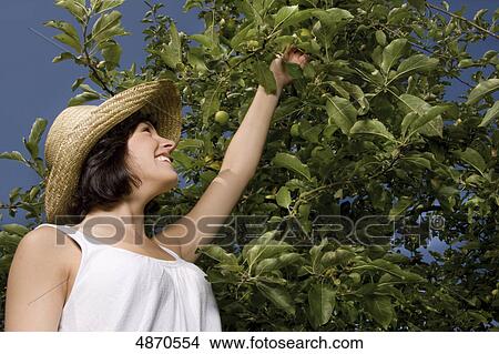 Picture - Young woman picking apple from tree . Fotosearch