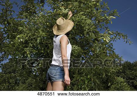 Young woman picking apple from tree View Large Photo Image Stock Image - Young woman picking apple from tree . Fotosearch