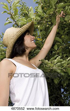 Stock Image - Young woman picking apple from tree . Fotosearch