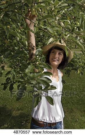 Young woman picking apple from tree View Large Photo Image Stock Photo - Young woman picking apple from tree . Fotosearch