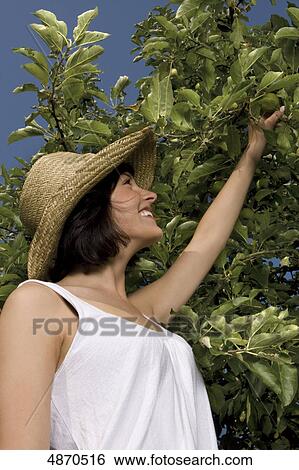 Young woman picking apple from tree View Large Photo Image Stock Photograph - Young woman picking apple from tree . Fotosearch