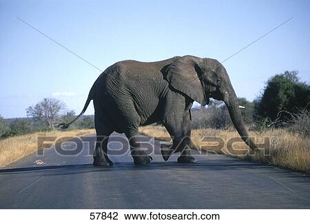 Stock Image - African elephant (Loxodonta africana) crossing road . Fotosearch