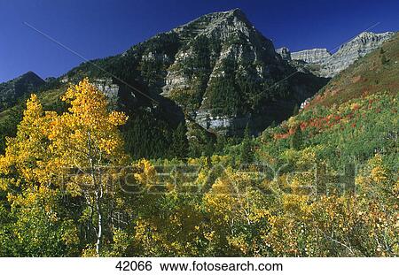 Stock Photograph - Autumnal trees in forest, Alpine Loop, Sundance, Utah, USA . Fotosearch