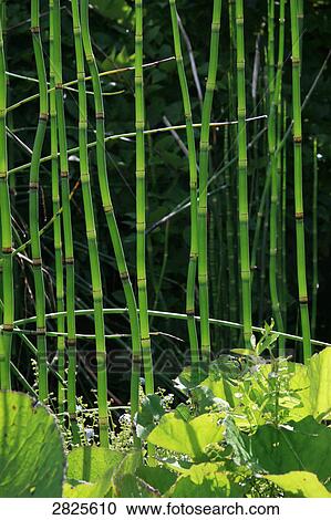 Stock Image - Bamboo plants growing in field . Fotosearch