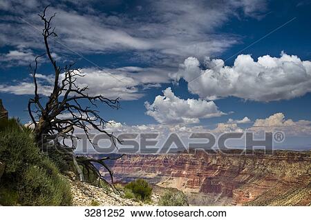 Bare tree at the South Rim of the Grand Canyon, Arizona, USA, aerial view View Large Photo Image Stock Image - Bare tree at the South Rim of the Grand Canyon, Arizona, USA, aerial view . Fotosearch