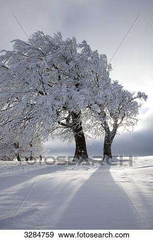 Stock Photo - Beech trees in winter, Freiburg im Breisgau, Germany . Fotosearch