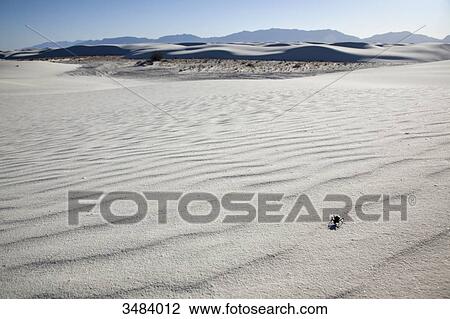 Stock Image - Beetle in sand, White Sands National Monument, New Mexico, USA . Fotosearch