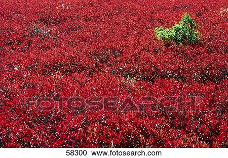 Bilberry bushes growing in field, Dolly Sods Wilderness, West Virginia, USA View Large Photo Image Stock Image - Bilberry bushes growing in field, Dolly Sods Wilderness, West Virginia, USA . Fotosearch