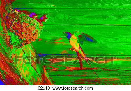 Bird feeding its chicks in nest View Large Photo Image Stock Photo - Bird feeding its chicks in nest . Fotosearch