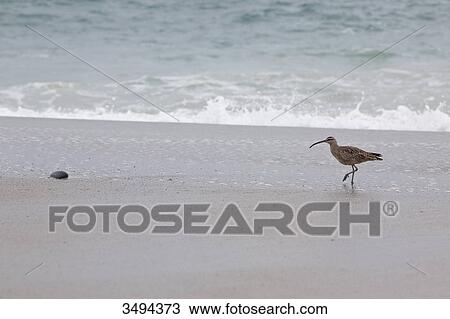 Stock Image - Bird on a beach, California, USA, elevated view . Fotosearch
