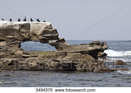 Birds sitting on a rock at the coast of San Diego, California, USA View Large Photo Image Stock Image - Birds sitting on a rock at the coast of San Diego, California, USA . Fotosearch
