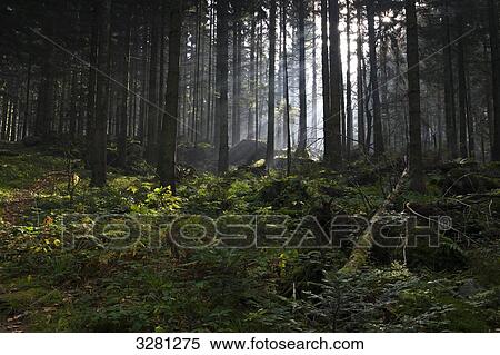Stock Photography - Black Forest, Baden-Wuerttemberg, Germany . Fotosearch
