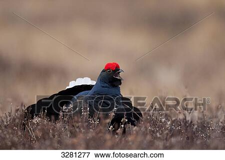 Black grouse (Lyrurus tetrix) in meadow, South Sweden View Large Photo Image Stock Photo - Black grouse (Lyrurus tetrix) in meadow, South Sweden . Fotosearch