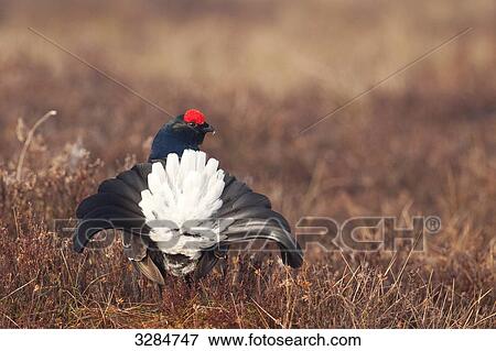 Black grouse (Lyrurus tetrix) in meadow, Sollebrunn, Sweden, rear view View Large Photo Image Stock Photo - Black grouse (Lyrurus tetrix) in meadow, Sollebrunn, Sweden, rear view . Fotosearch