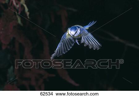 Blue Tit (Cyanistes caeruleus) bird in flight View Large Photo Image Picture - Blue Tit (Cyanistes caeruleus) bird in flight . Fotosearch