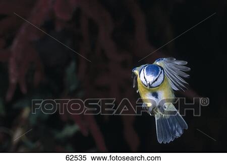 Stock Photography - Blue Tit (Cyanistes caeruleus) bird in flight . Fotosearch