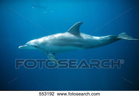 Bottle-nosed dolphin (Tursiops Truncatus) swimming underwater, Egypt View Large Photo Image Stock Image - Bottle-nosed dolphin (Tursiops Truncatus) swimming underwater, Egypt . Fotosearch